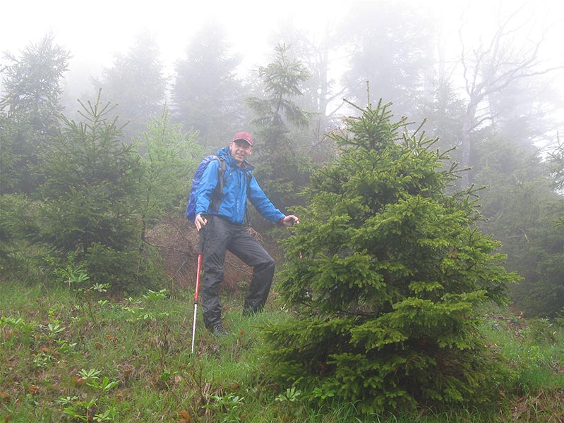 Mikki im Regenwald